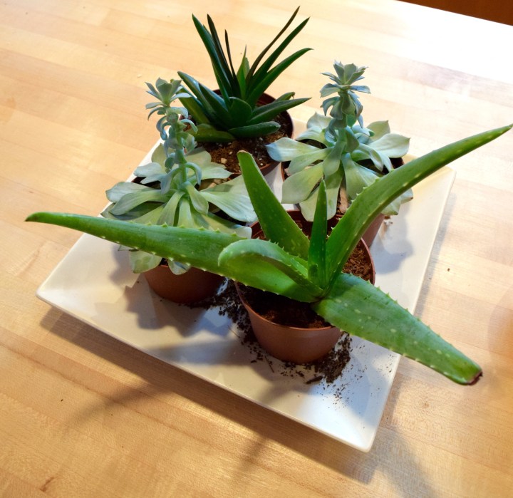 PrePlantedSucculents