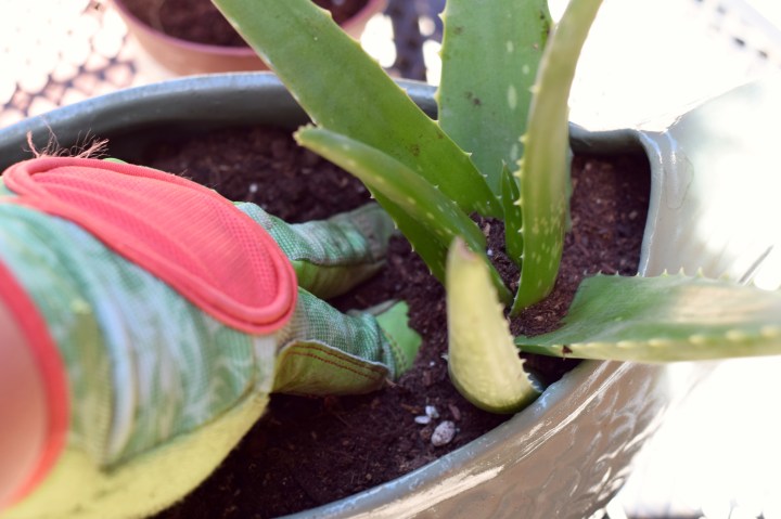 Planting Aloe Vera