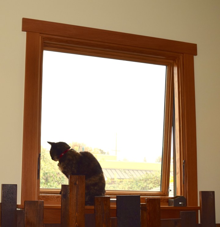 Malary at the Window | Land of Laurel