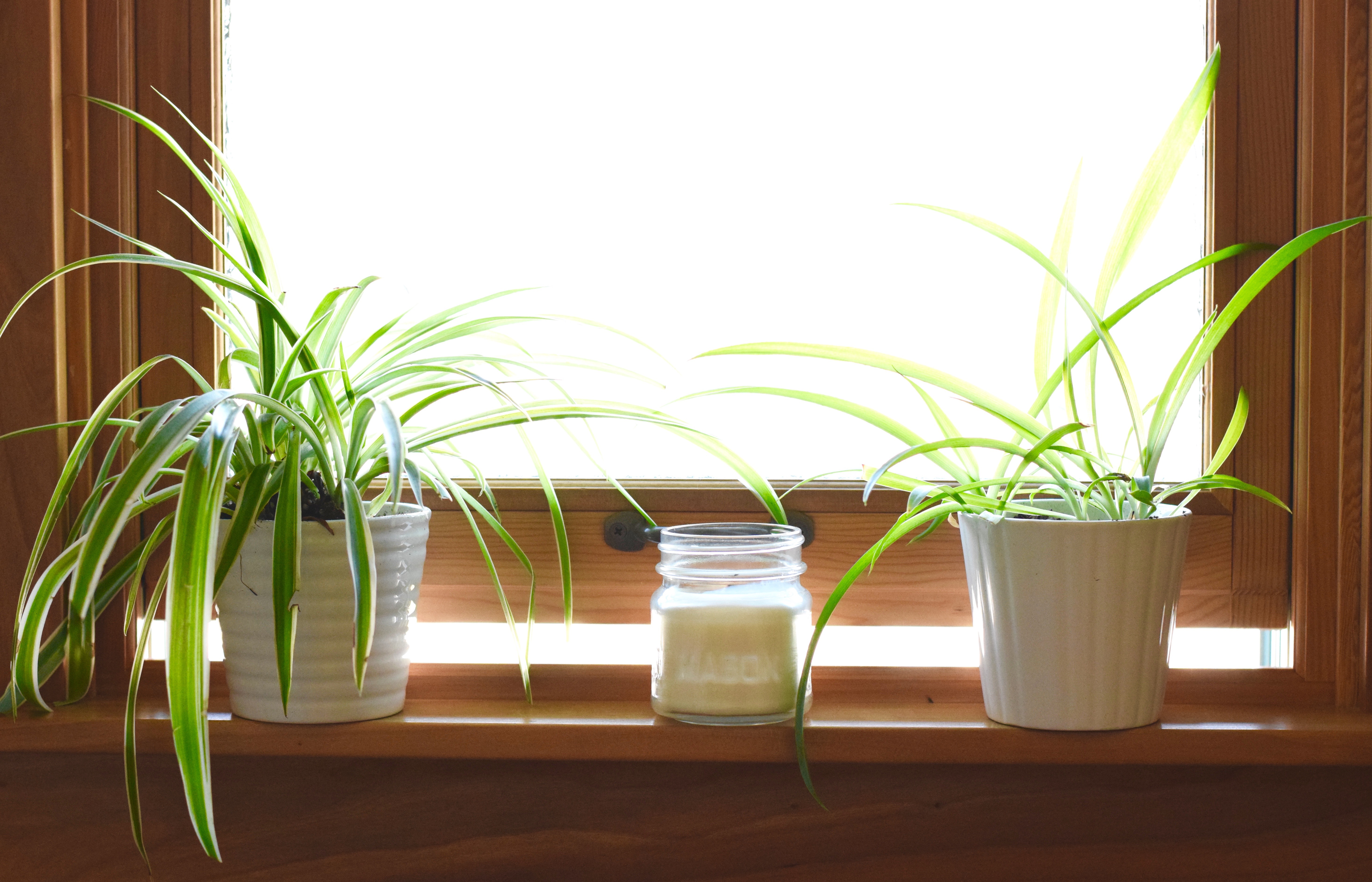 Repotted Spider Plant | Land of Laurel