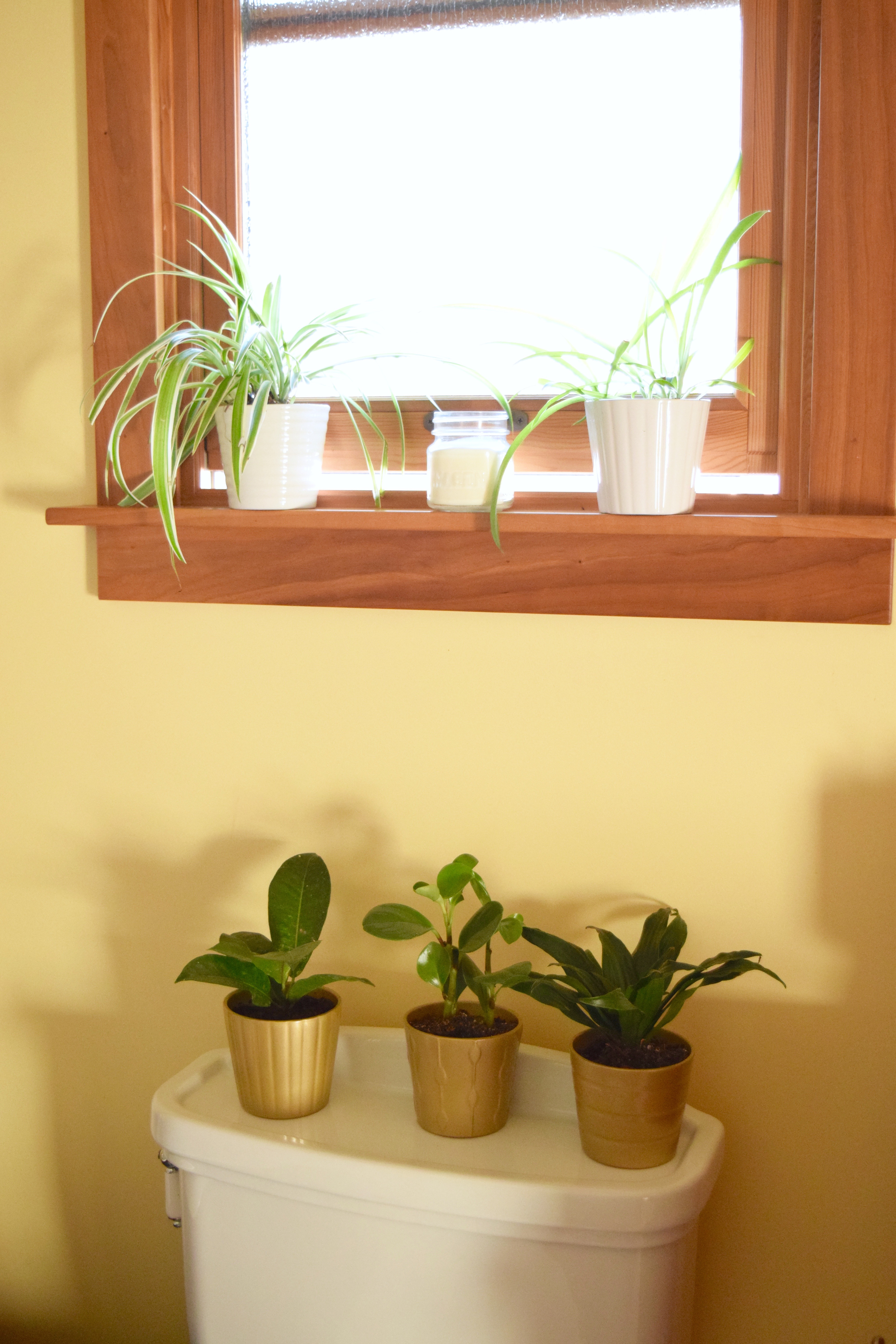 Plants in the Bathroom | Land of Laurel