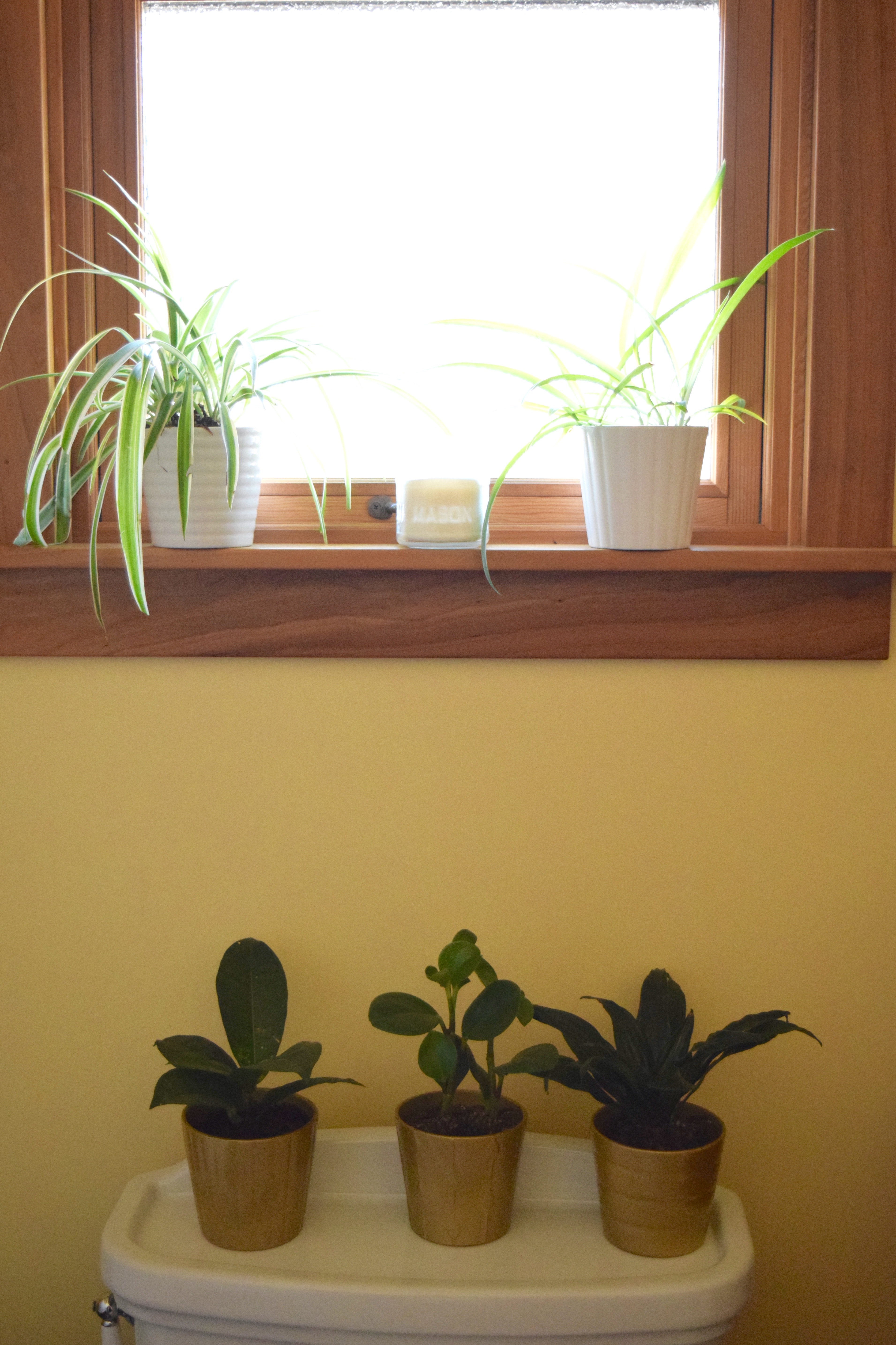 Happy Bathroom Plants | Land of Laurel