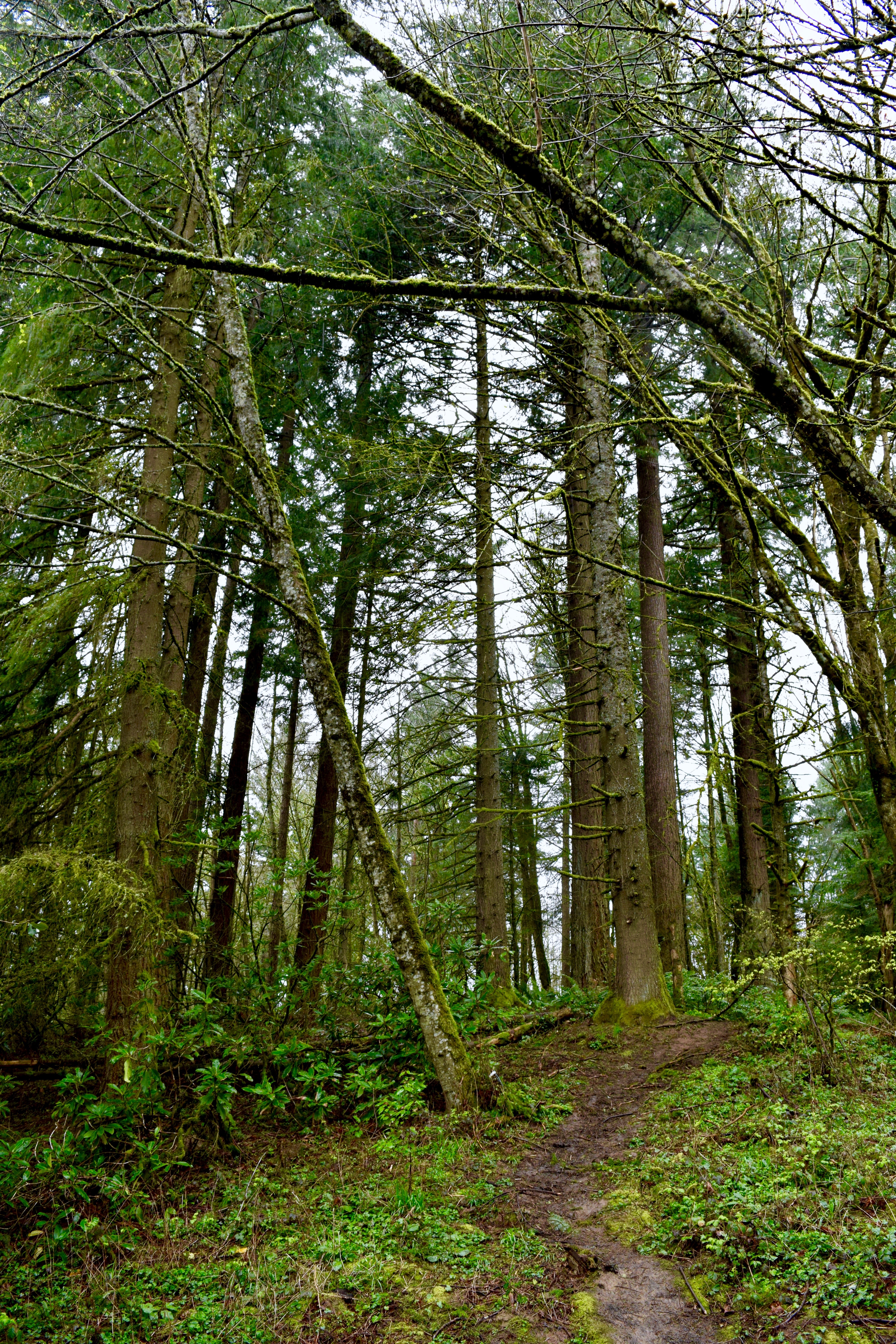 Lush Forest | Land of Laurel