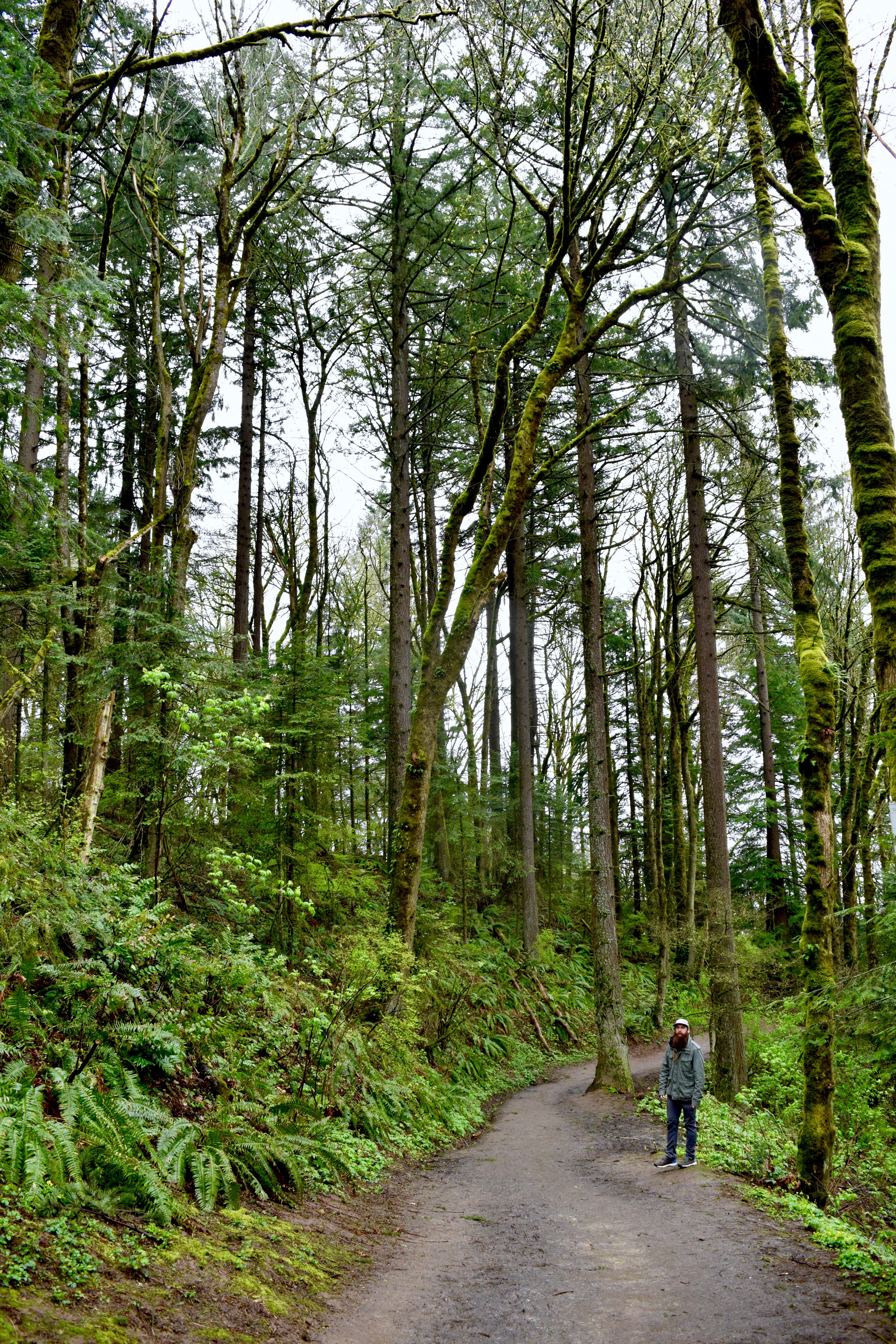 Tiny Scott | Land of Laurel