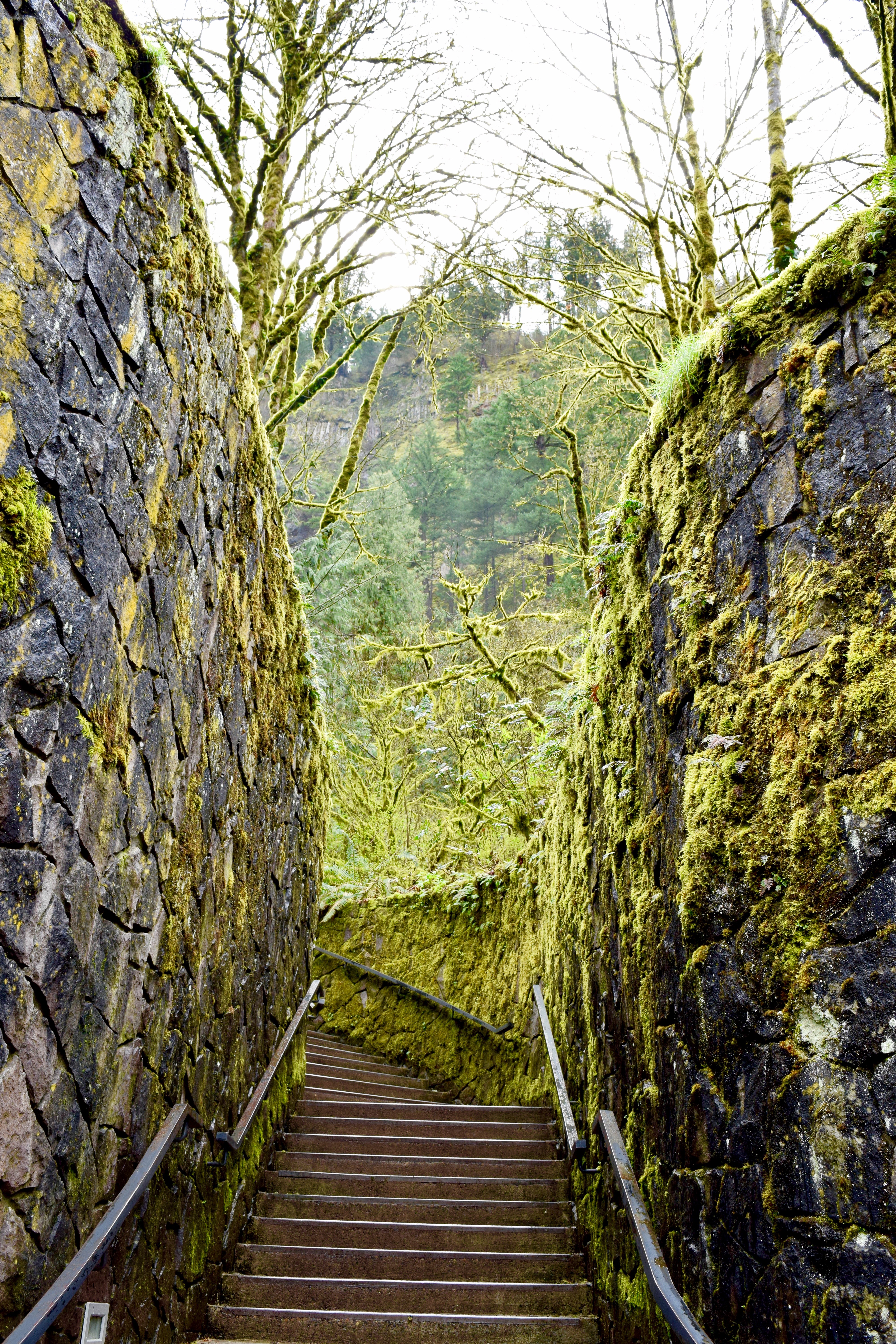 Multnomah Falls 2 | Land of Laurel