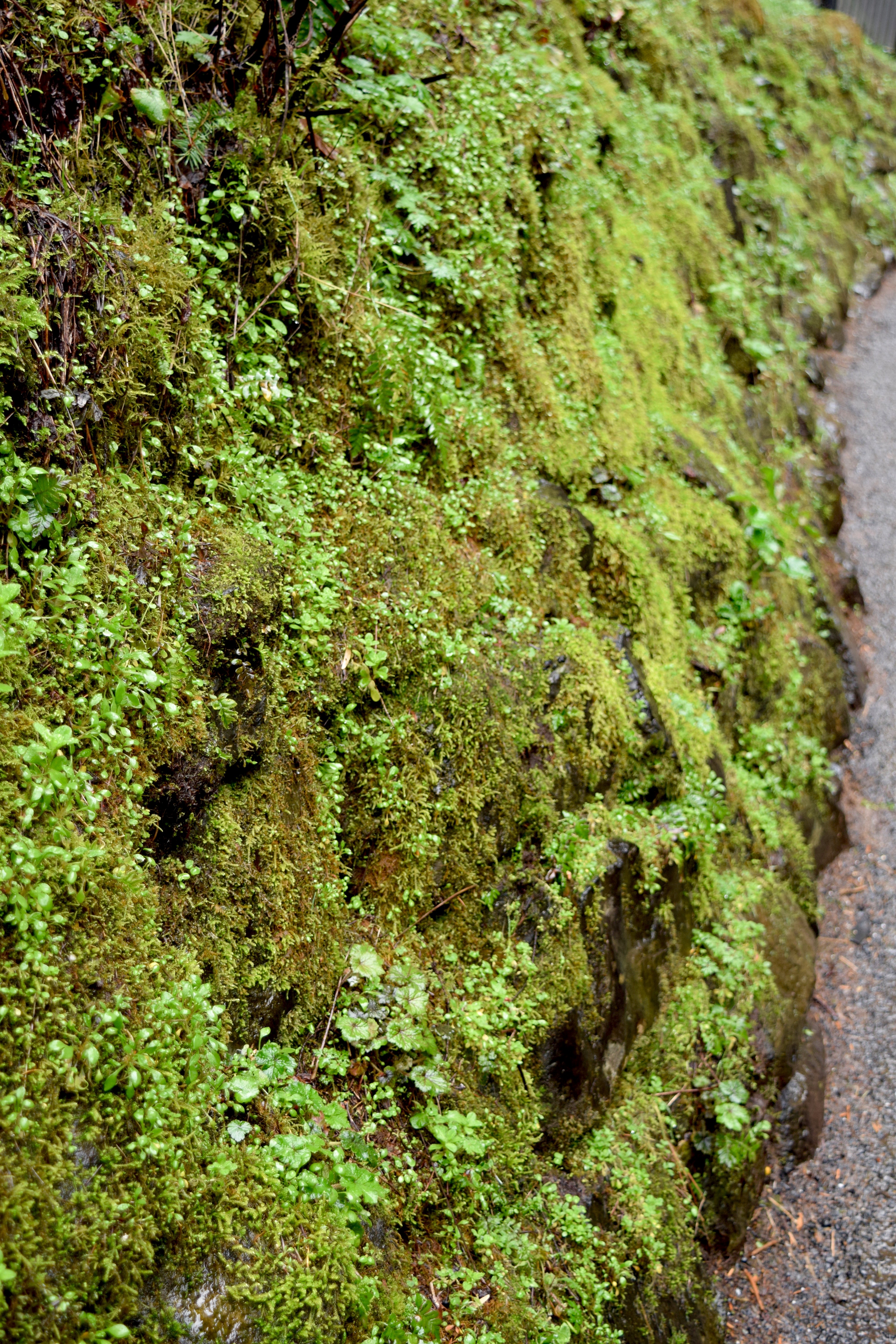 Multnomah Falls 3 | Land of Laurel
