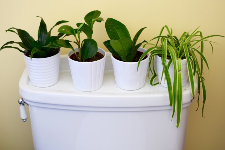 Mini-Bathroom Jungle | Land of Laurel