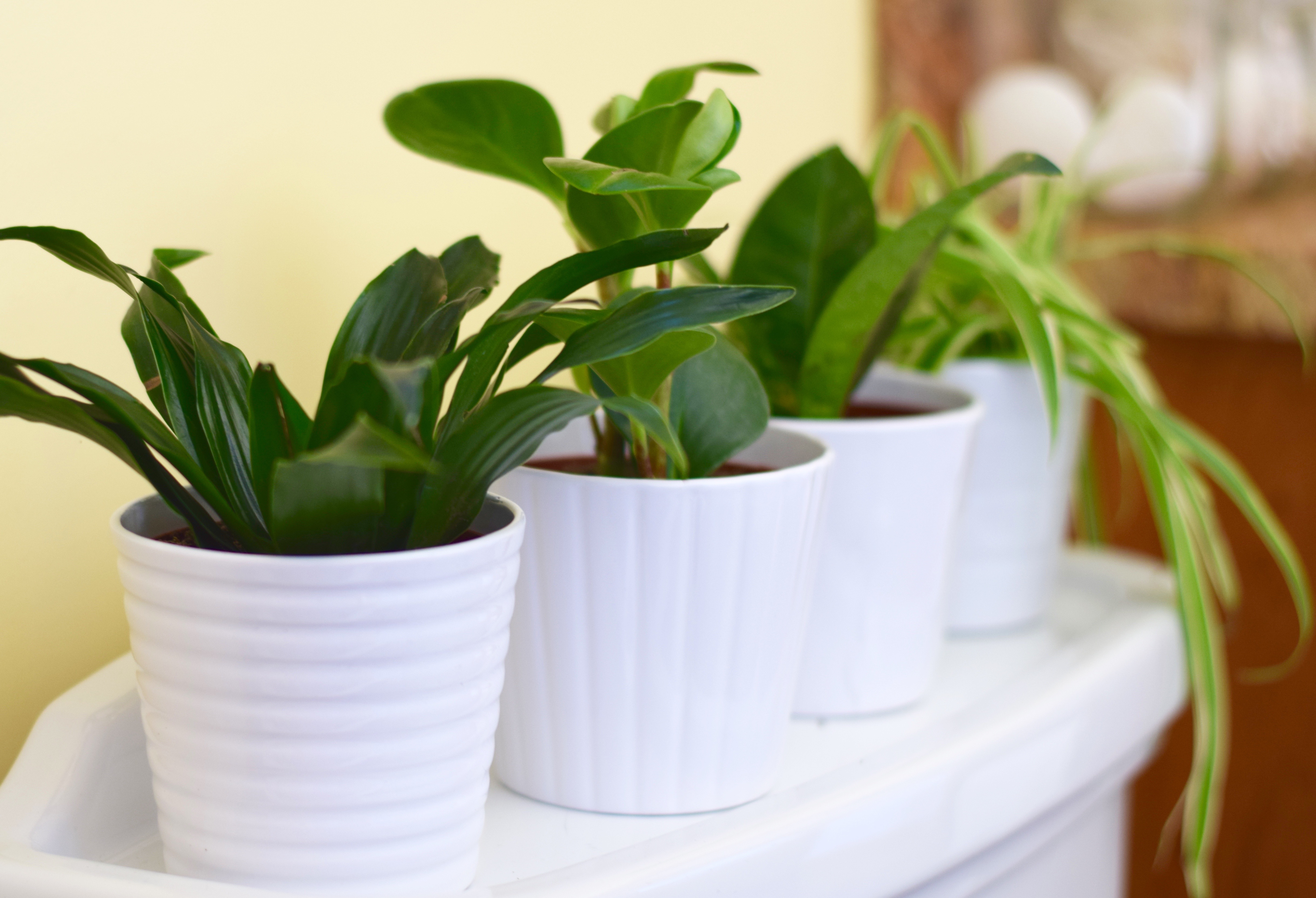 Plants in the Bathroom | Land of Laurel