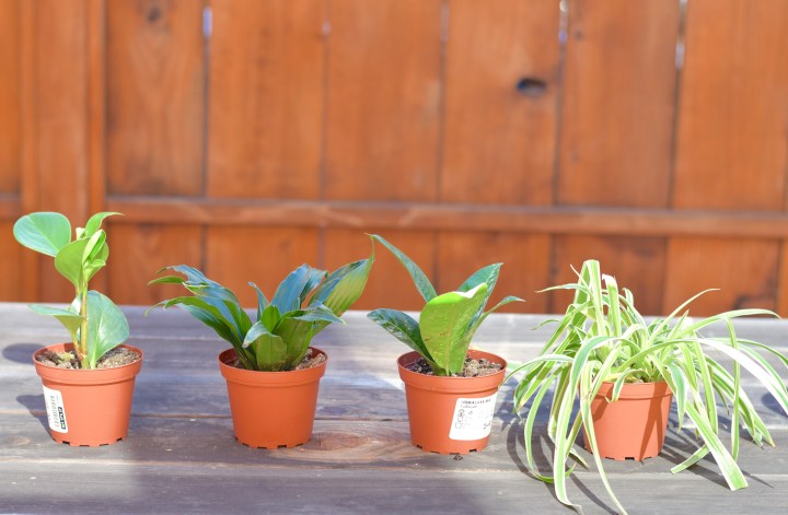 Picking Plants | Land of Laurel