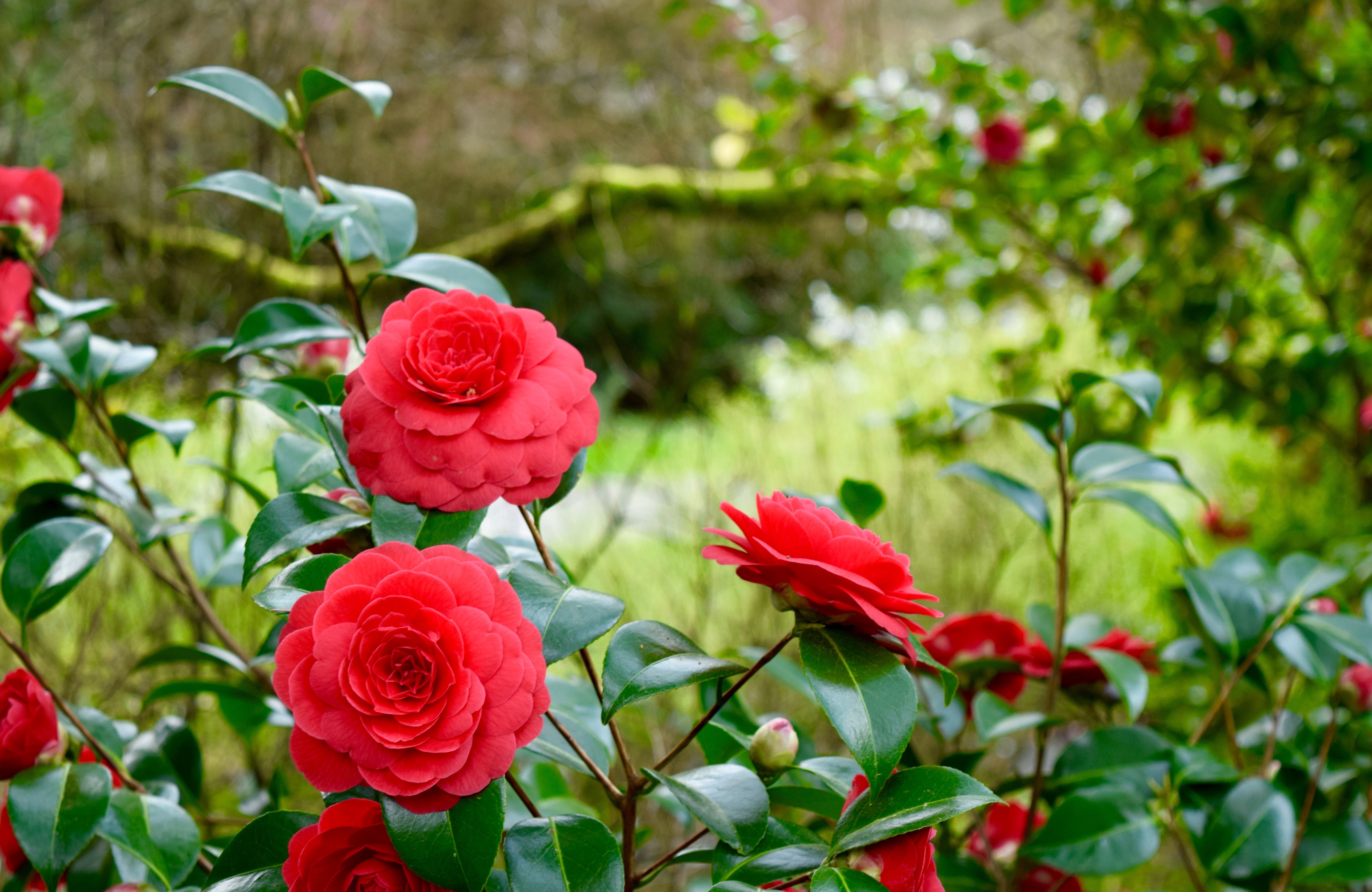 Camillas in Bloom | Land of Laurel