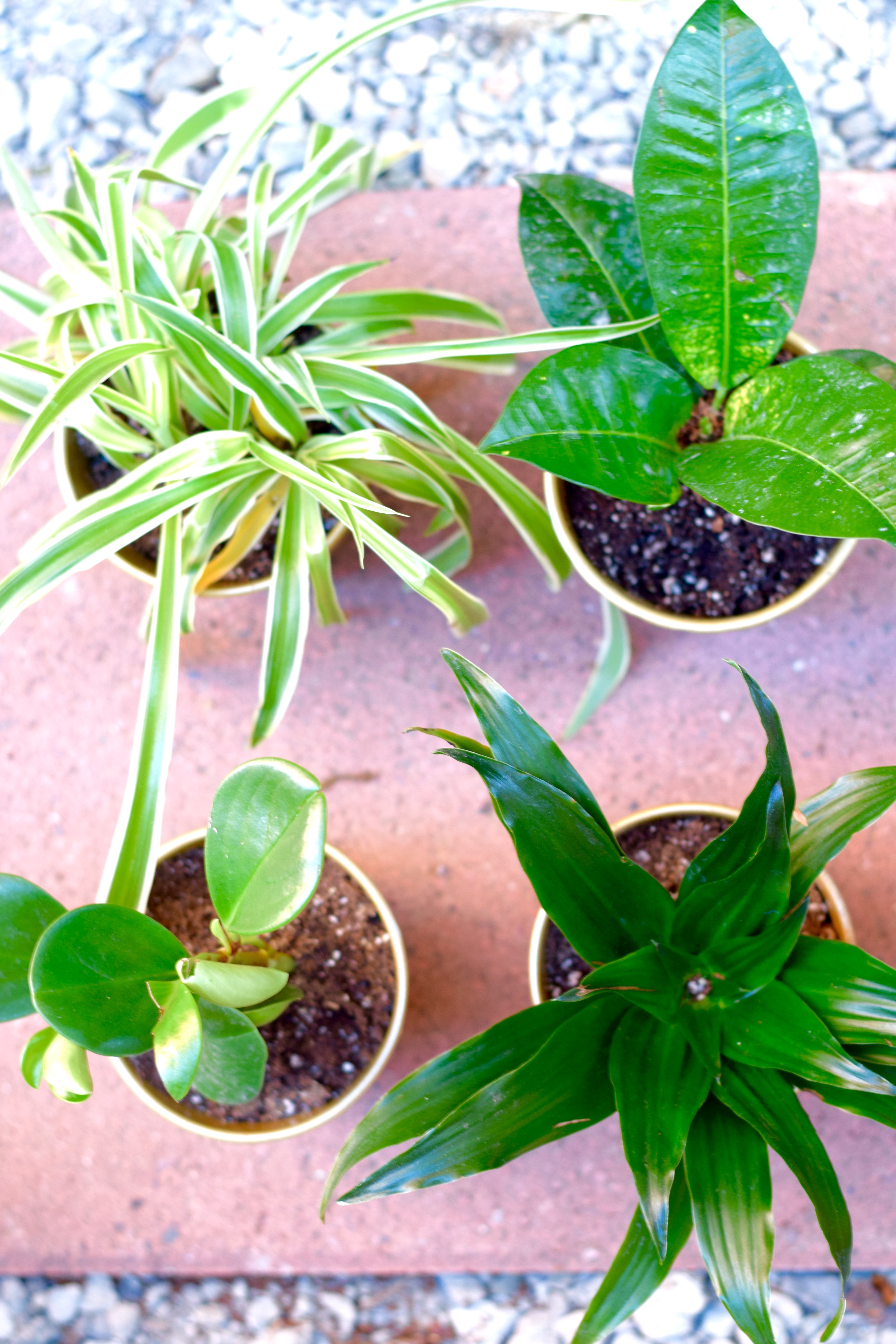 Plants Potted Gold | Land of Laurel