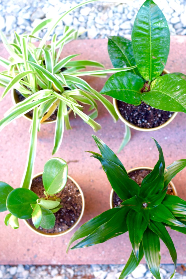 Plants Potted Gold | Land of Laurel