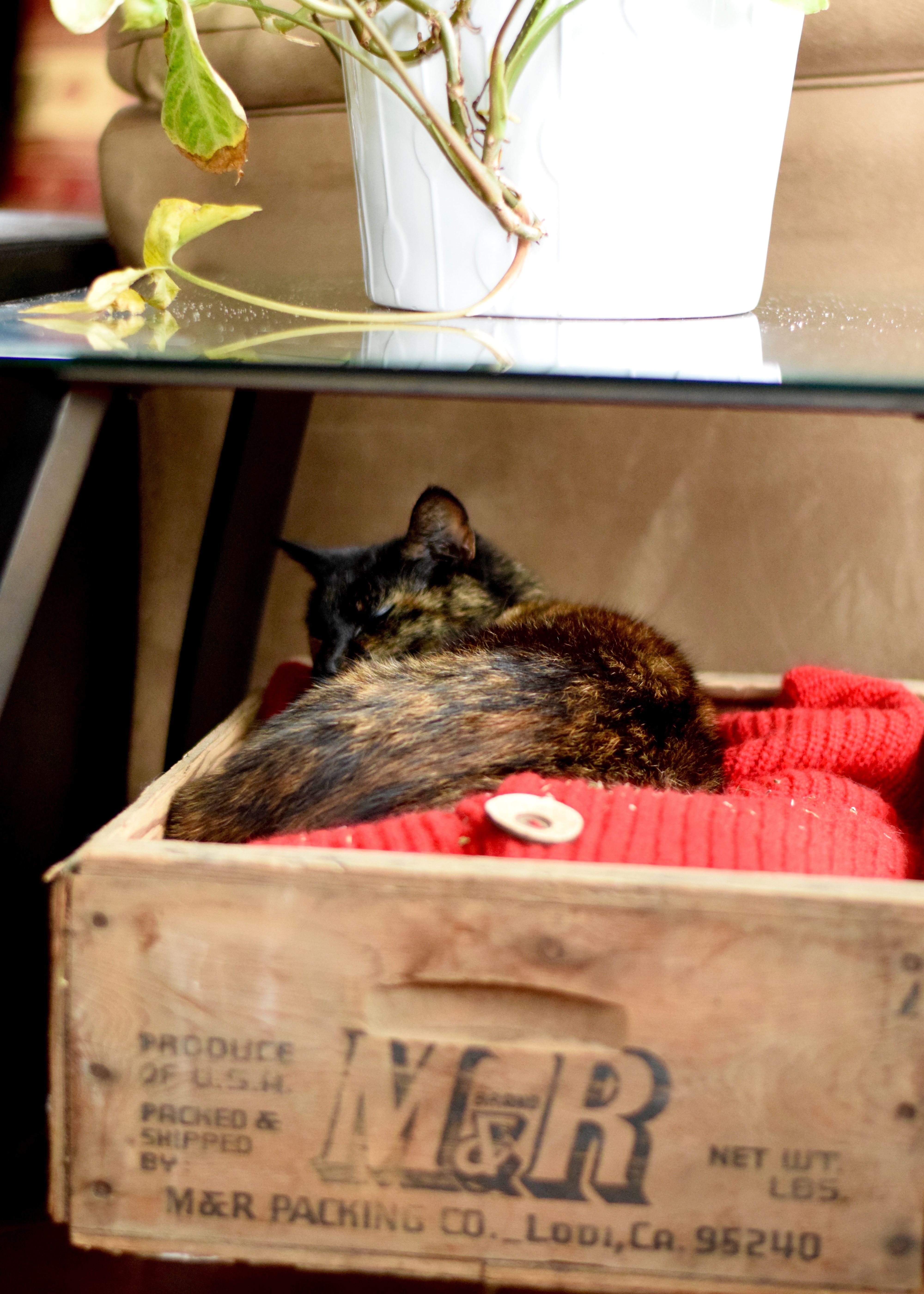 Sleeping Cat in Bed | Land of Laurel