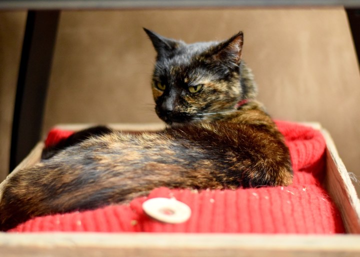 Malary | Land of Laurel