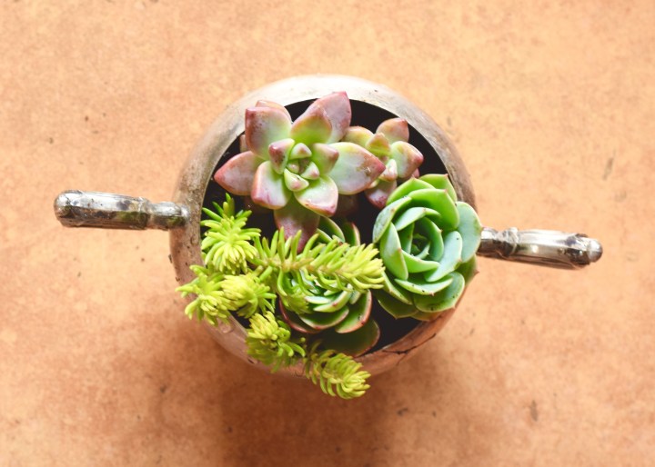 Sterling Silver Sugar Bowl Mini-Succulent Planter | Land of Laurel