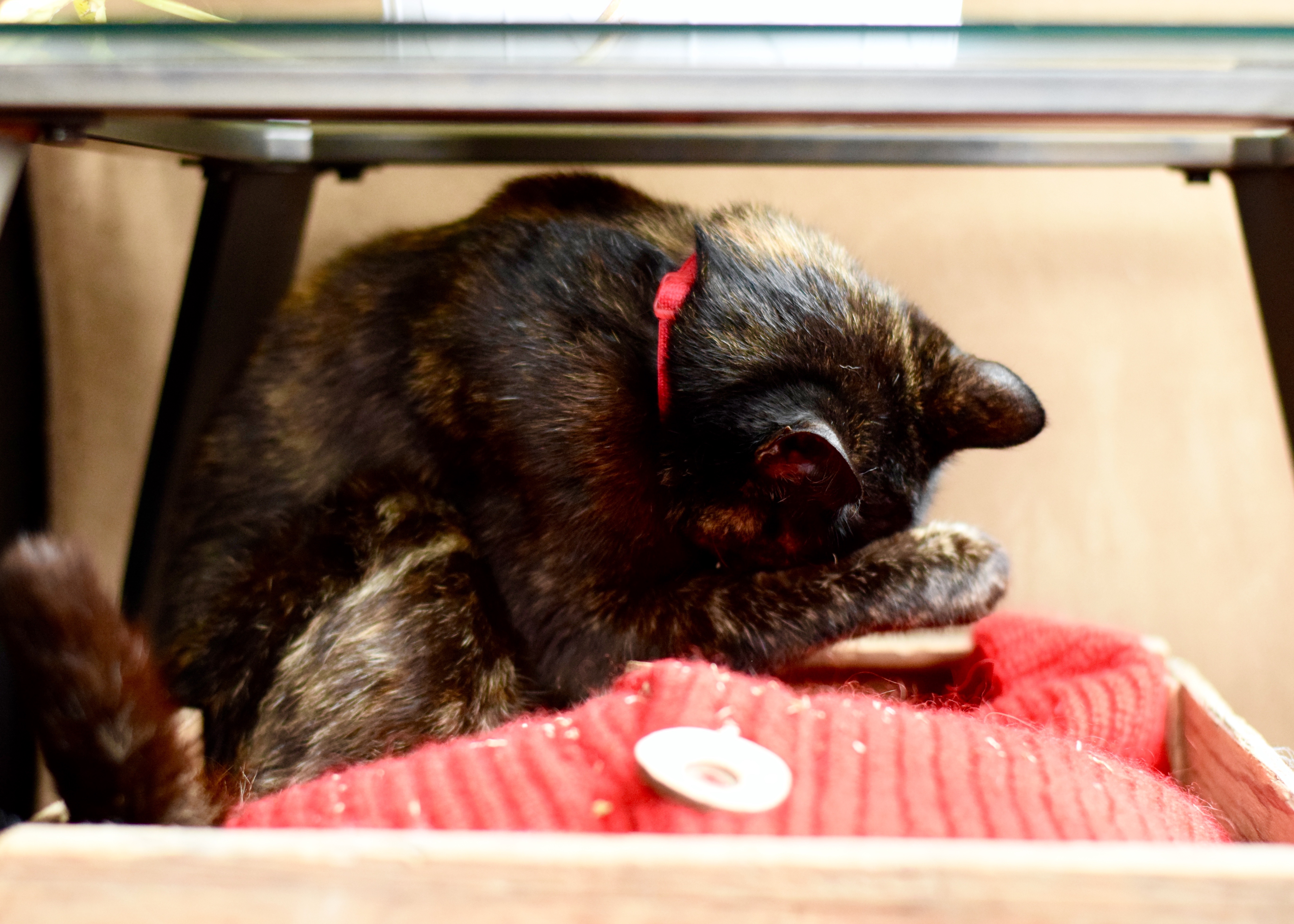 Cat Bed | Land of Laurel