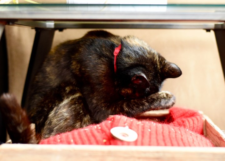 Cat Bed | Land of Laurel