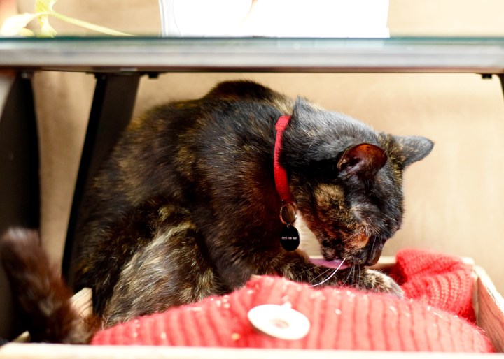 Cat Tongue | Land of Laurel