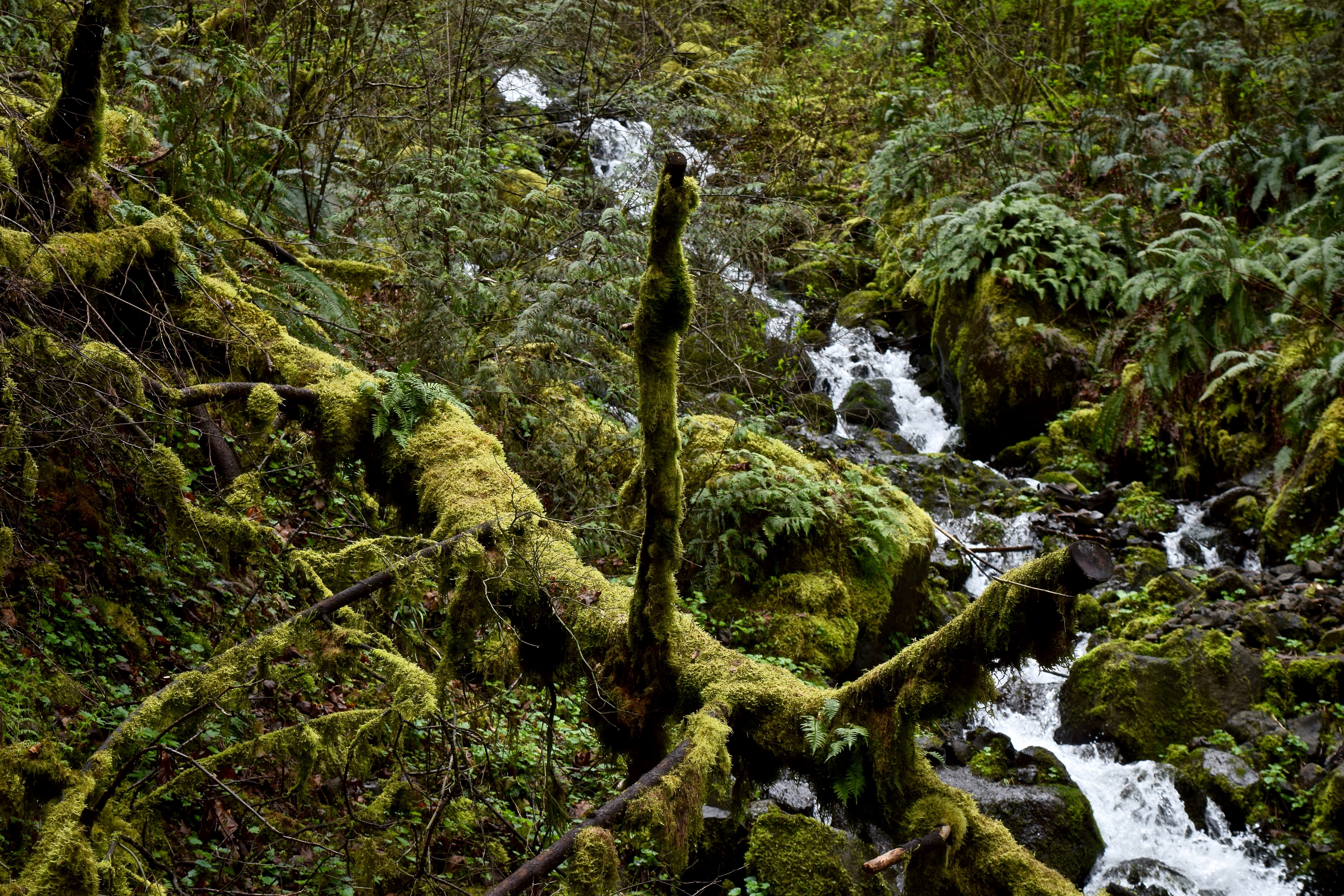 Multnomah Falls | Land of Laurel