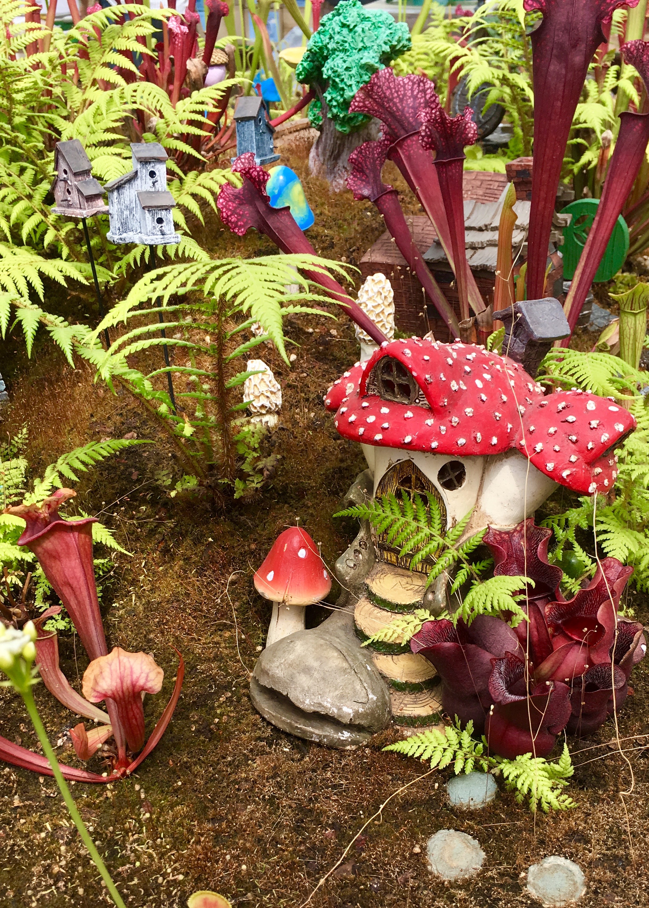 Carnivorous Plants & Fairy Houses | Land of Laurel