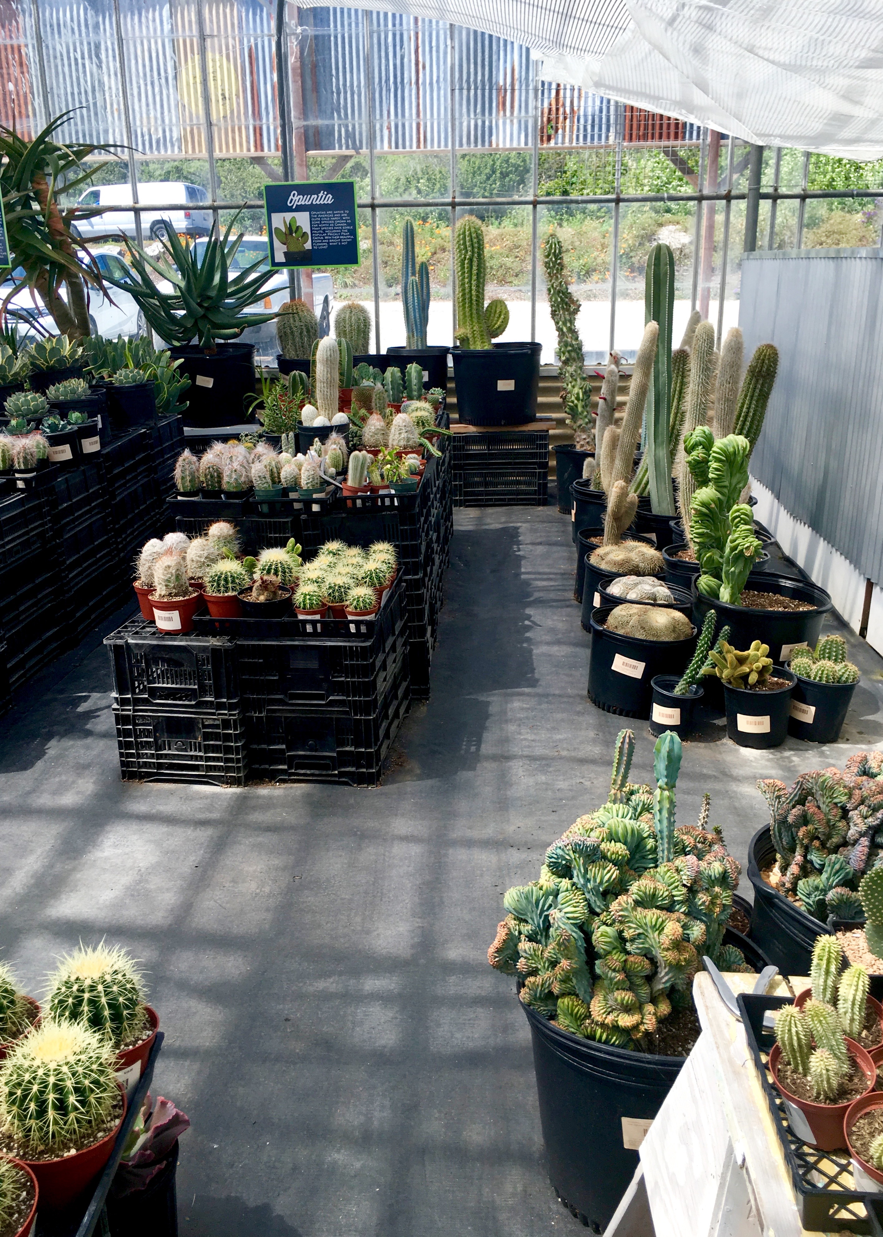Cacti & Succulent Nursery | Land of Laurel