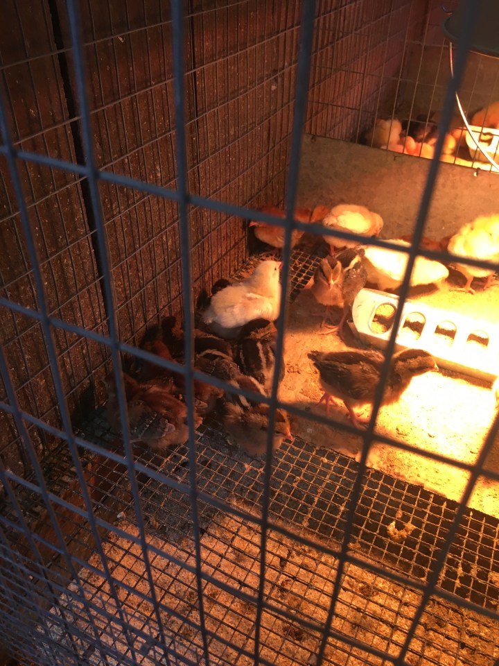 Baby Chicks | Land of Laurel