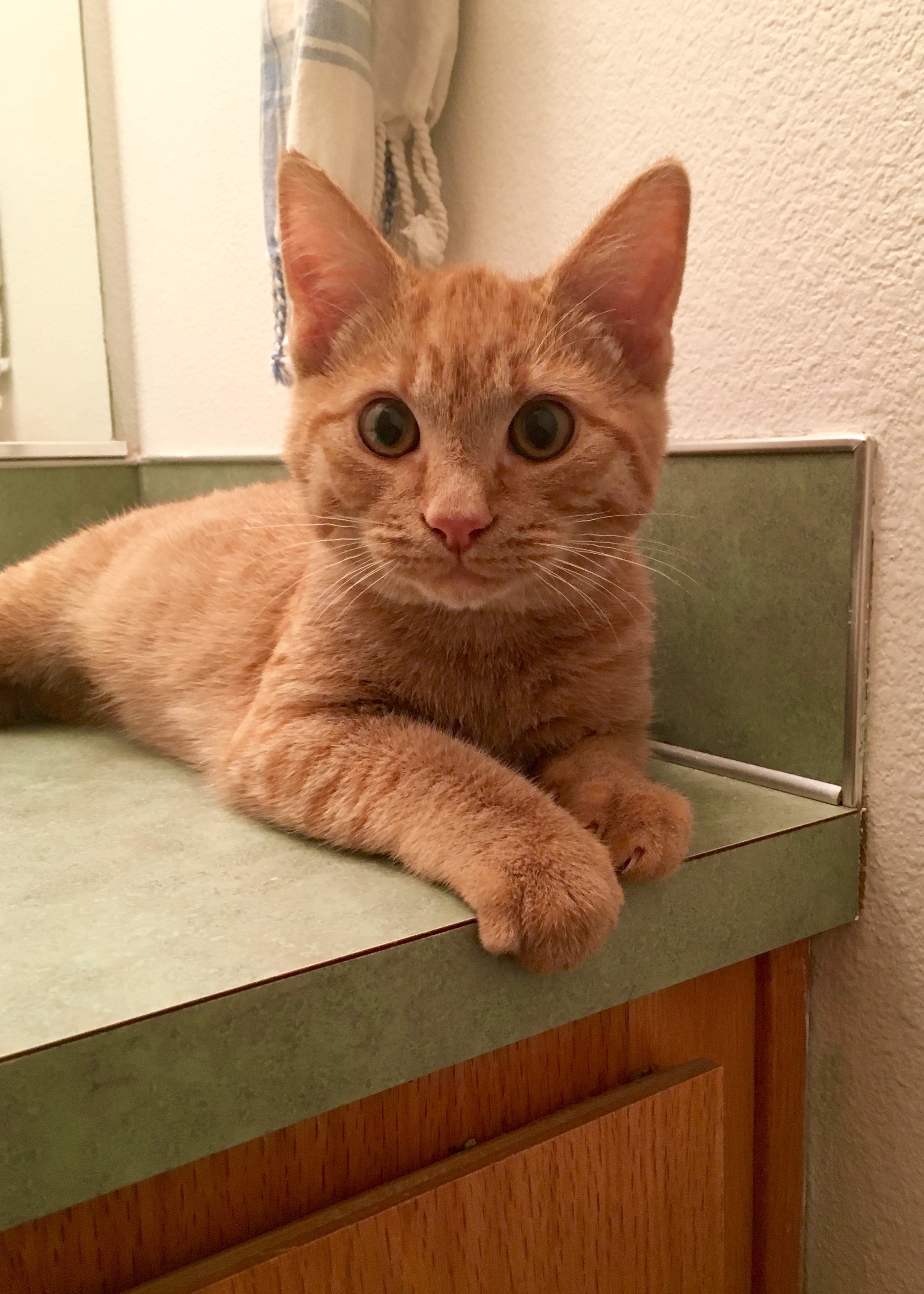 Jackson | Land of Laurel