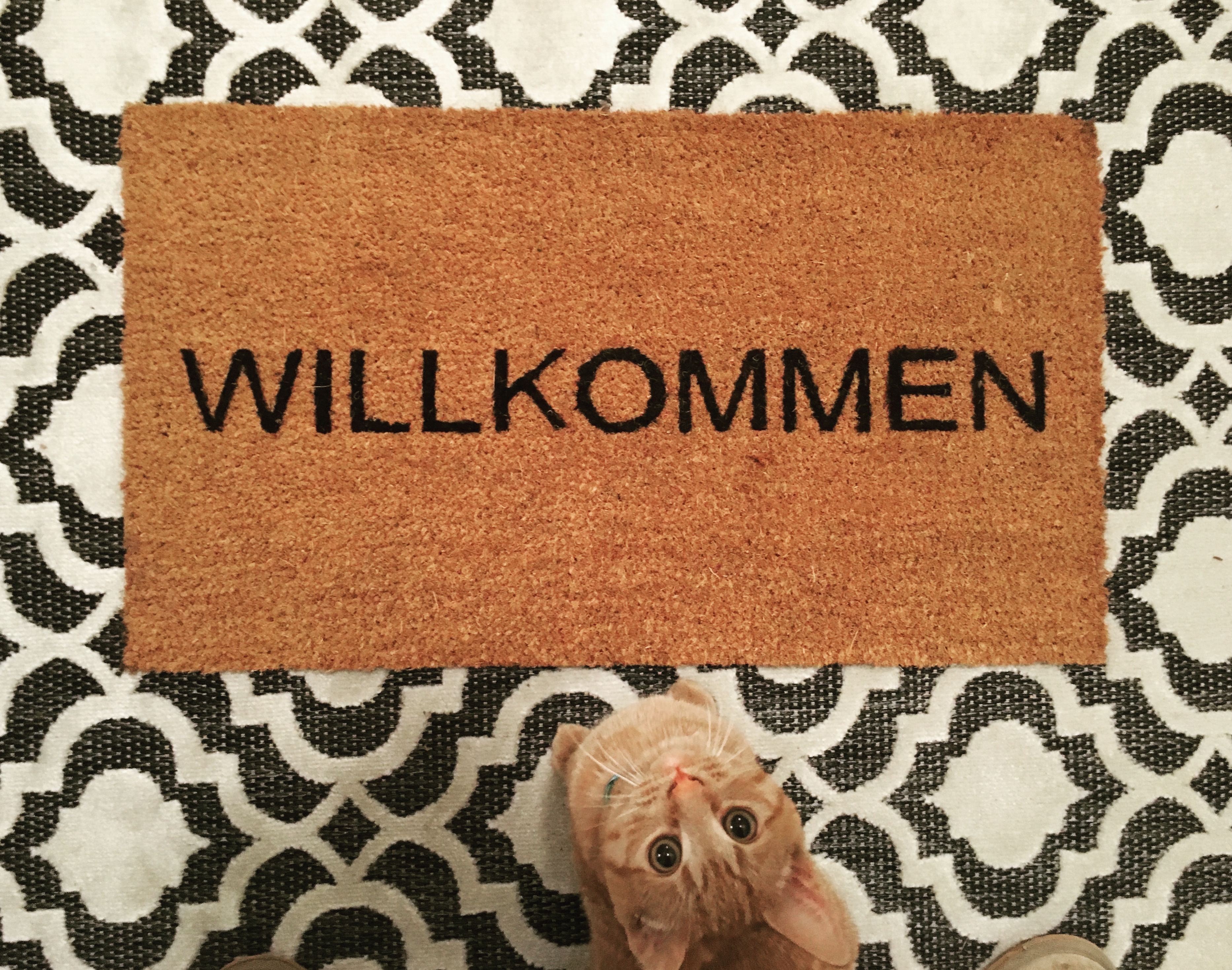 Kitten Door Mat | Land of Laurel