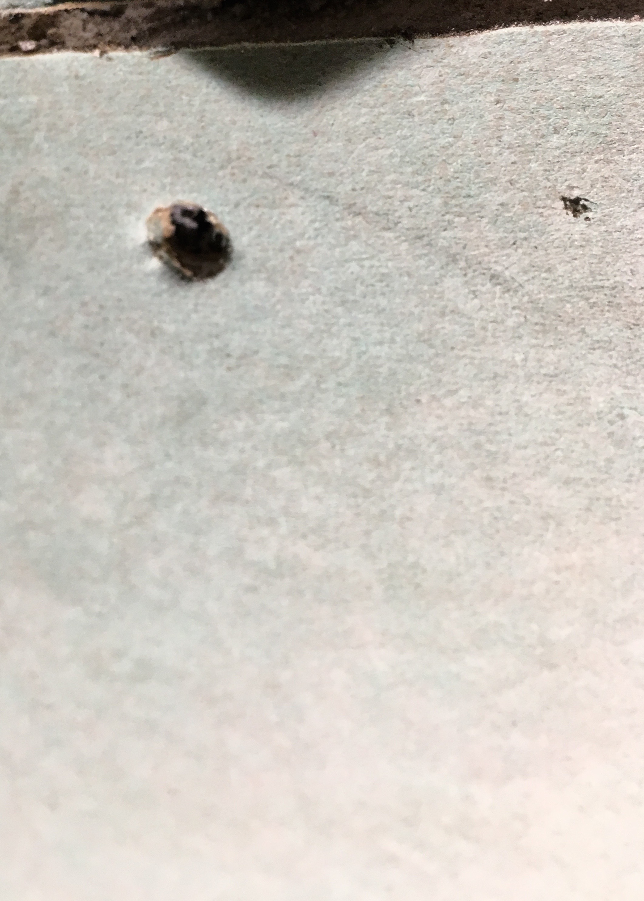 Berrybrier | Bad Screw