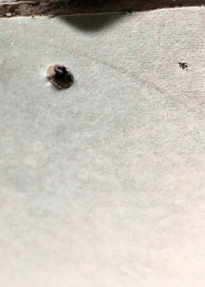 Berrybrier | Bad Screw