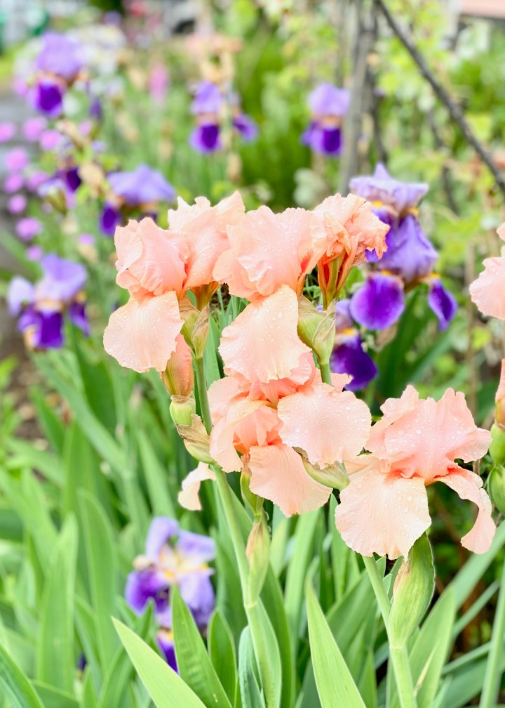 Weeding and Transplanting in the Front Yard for my Cottage Garden, ORC – week&nbsp;2